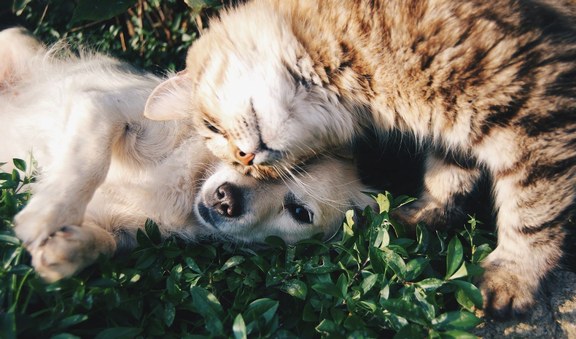 A happy dog and cat resting together